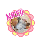 かわいいフクロモモンガ小豆 -Sugarglider-（個別スタンプ：4）