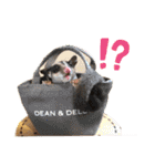 かわいいフクロモモンガ小豆 -Sugarglider-（個別スタンプ：7）