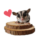 かわいいフクロモモンガ小豆 -Sugarglider-（個別スタンプ：9）