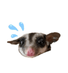 かわいいフクロモモンガ小豆 -Sugarglider-（個別スタンプ：14）
