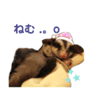 かわいいフクロモモンガ小豆 -Sugarglider-（個別スタンプ：19）