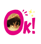 かわいいフクロモモンガ小豆 -Sugarglider-（個別スタンプ：22）