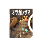 かわいいフクロモモンガ小豆 -Sugarglider-（個別スタンプ：24）