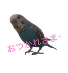 セキセイインコのアル（個別スタンプ：1）