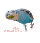 セキセイインコのアル（個別スタンプ：2）