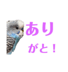 セキセイインコのアル（個別スタンプ：11）