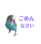 セキセイインコのアル（個別スタンプ：14）