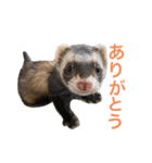 ろあ_いたちの日常vol.2（個別スタンプ：1）