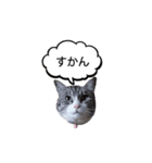トム＆ピノルナ（個別スタンプ：2）
