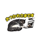 トム＆ピノルナ（個別スタンプ：9）