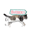 トム＆ピノルナ（個別スタンプ：11）