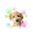 ワンだふるらいふ♡チロル（個別スタンプ：1）