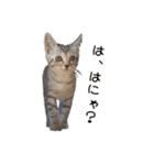 サバの納豆添え（個別スタンプ：3）