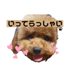 cocomaru550550（個別スタンプ：9）