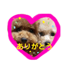 cocomaru550550（個別スタンプ：12）