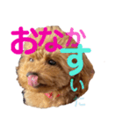 cocomaru550550（個別スタンプ：14）