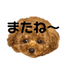 cocomaru550550（個別スタンプ：21）