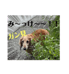 ダックス＆プードル日常（個別スタンプ：4）
