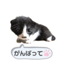 みぃ＆ちゃい 510（個別スタンプ：16）