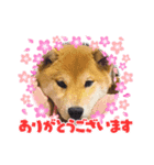 雪風ちゃんと仲間達の日常（個別スタンプ：3）