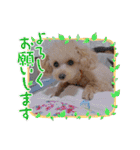 マロンと挨拶（個別スタンプ：8）