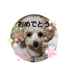 マロンと挨拶（個別スタンプ：10）