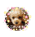 マロンと挨拶（個別スタンプ：11）