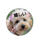 マロンと挨拶（個別スタンプ：16）