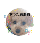 マロンと挨拶（個別スタンプ：24）