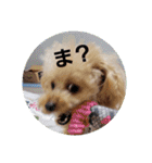 マロンと挨拶（個別スタンプ：26）