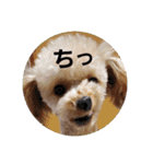 マロンと挨拶（個別スタンプ：32）