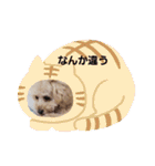 マロンと挨拶（個別スタンプ：40）