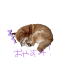柴犬 七実（個別スタンプ：1）