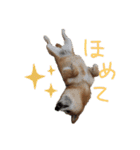 柴犬 七実（個別スタンプ：2）