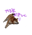 柴犬 七実（個別スタンプ：3）