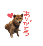 柴犬 七実（個別スタンプ：4）