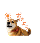 柴犬 七実（個別スタンプ：5）