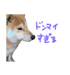 柴犬 七実（個別スタンプ：8）