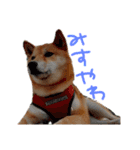 柴犬 七実（個別スタンプ：9）