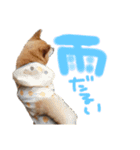 柴犬 七実（個別スタンプ：10）