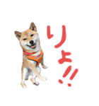 柴犬 七実（個別スタンプ：11）