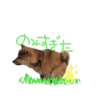 柴犬 七実（個別スタンプ：13）