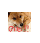 柴犬 七実（個別スタンプ：14）