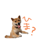 柴犬 七実（個別スタンプ：15）