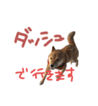 柴犬 七実（個別スタンプ：16）