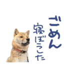柴犬 七実（個別スタンプ：17）