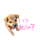 柴犬 七実（個別スタンプ：18）