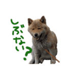 柴犬 七実（個別スタンプ：19）