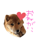 柴犬 七実（個別スタンプ：20）