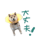 柴犬 七実（個別スタンプ：21）